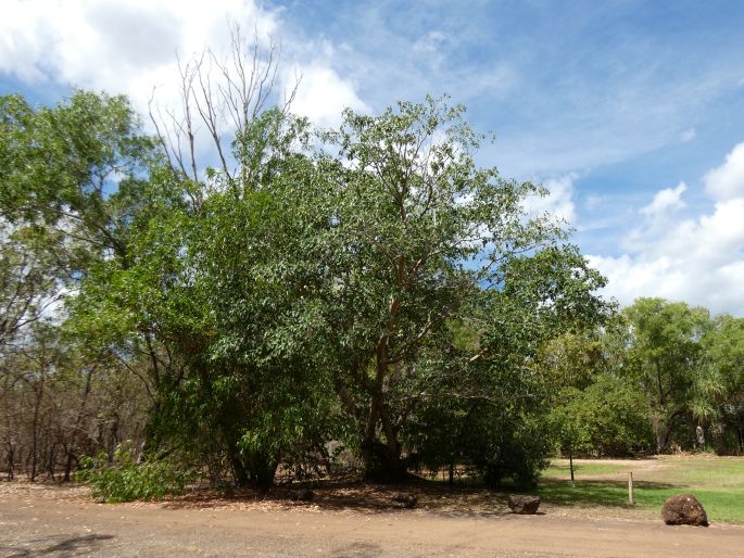 Ficus racemosa