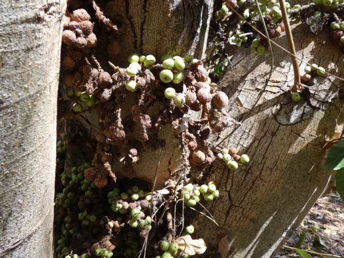 Ficus racemosa