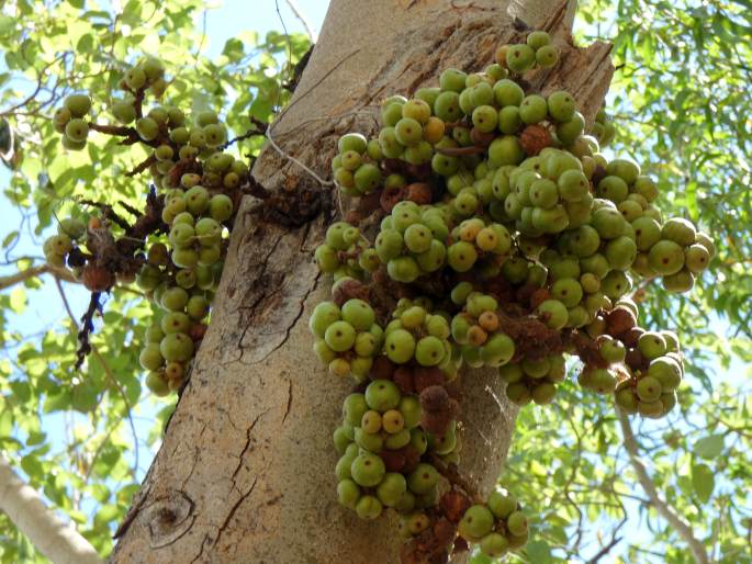 Ficus racemosa