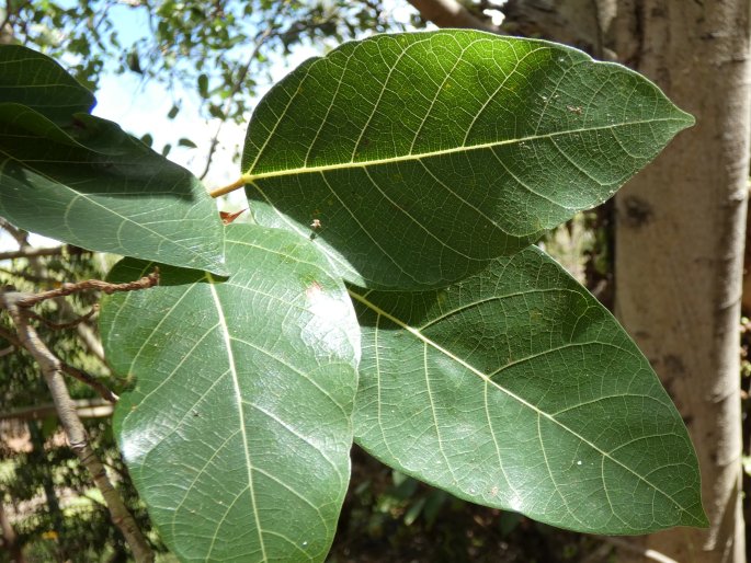 Ficus racemosa