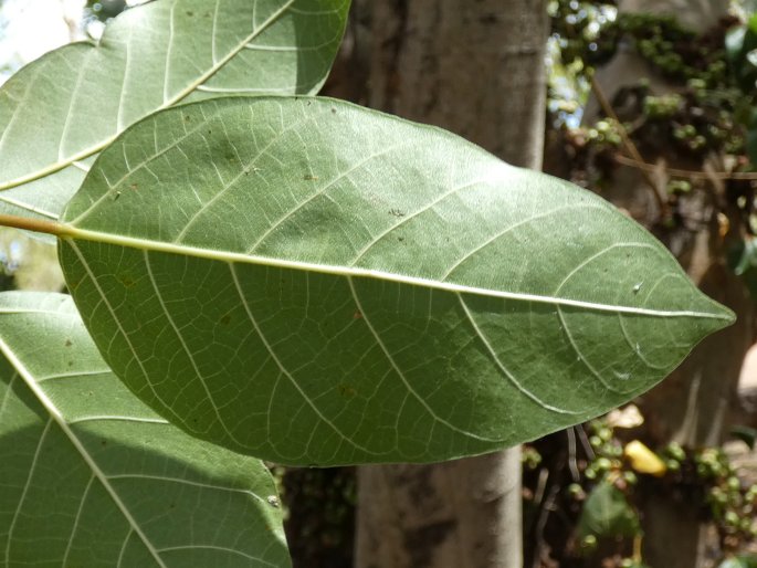 Ficus racemosa