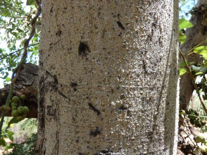 Ficus racemosa