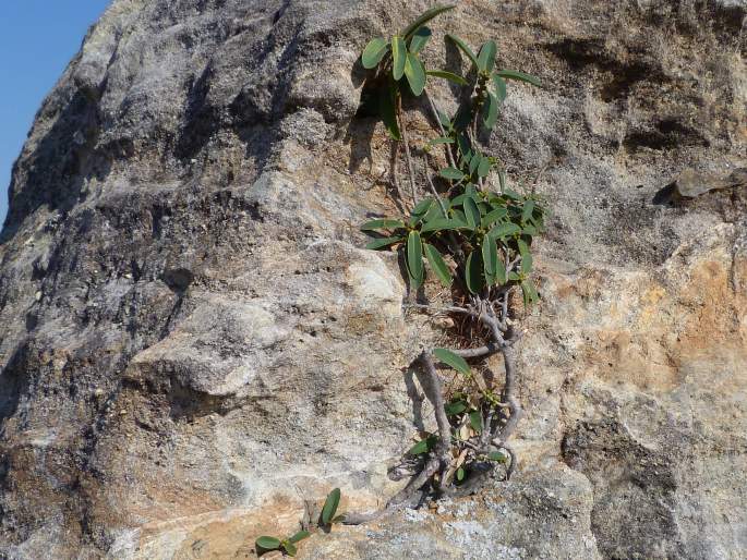 Ficus menabeensis