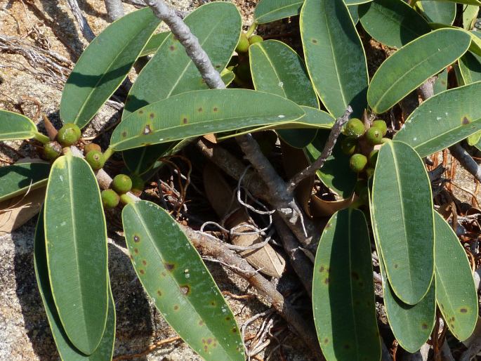 Ficus menabeensis