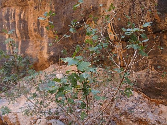 Ficus palmata