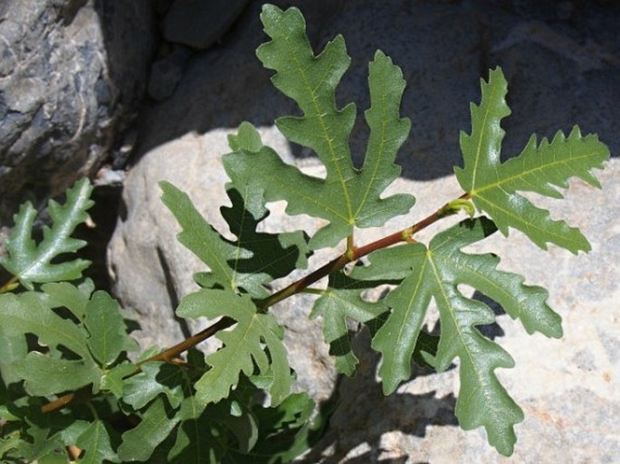 Ficus palmata