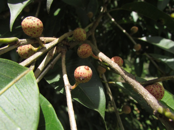 Ficus pertusa