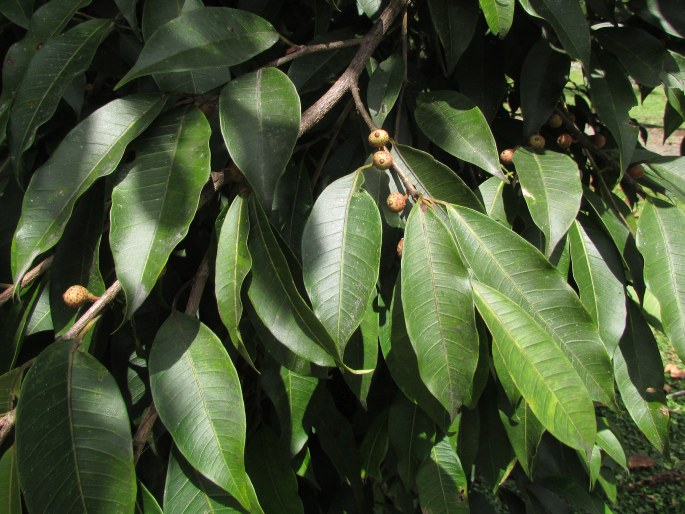 Ficus pertusa