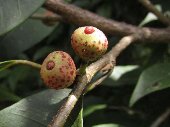 Ficus pertusa