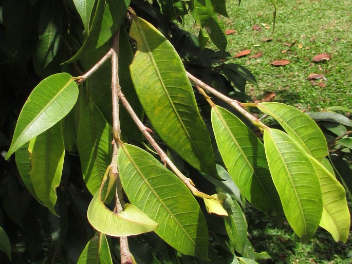 Ficus pertusa