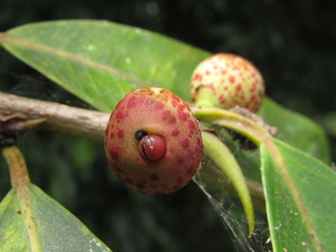 Ficus pertusa