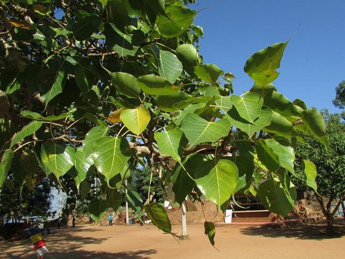 FICUS RELIGIOSA L. - fíkovník posvátný / figovník