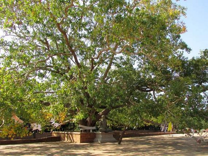 Ficus religiosa