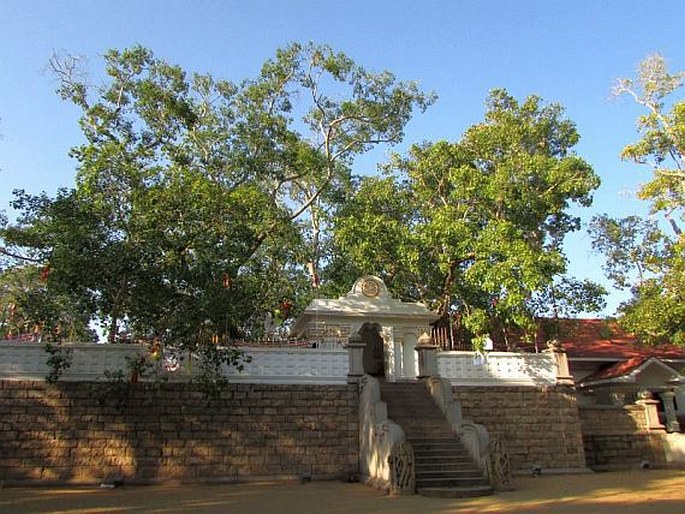 Jaya Sri Maha Bodhi; Srí Lanka, Anuradhápura