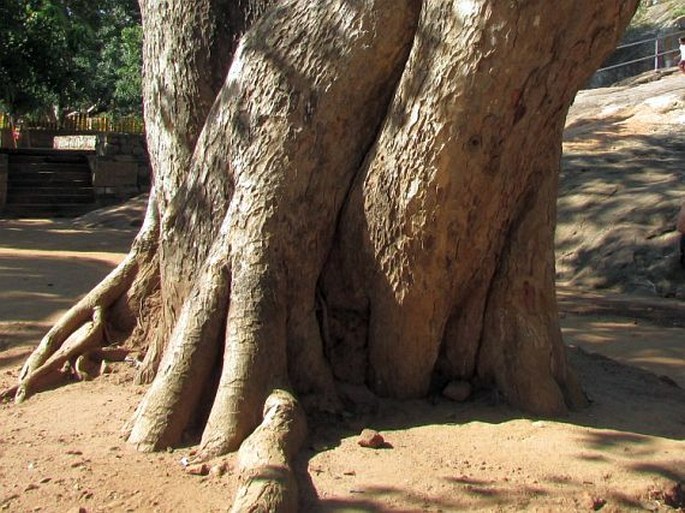 Ficus religiosa