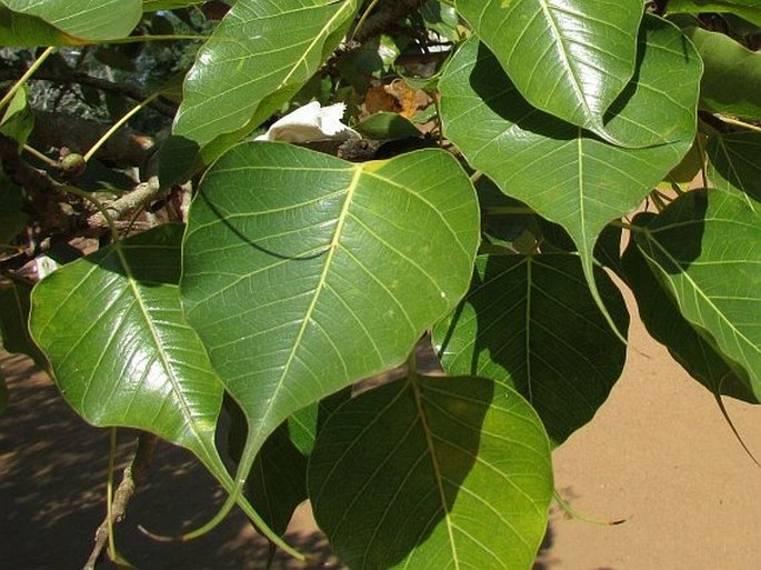 Ficus religiosa