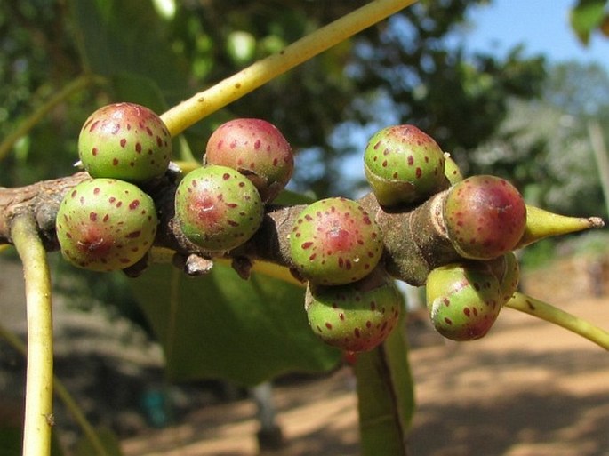 Ficus religiosa