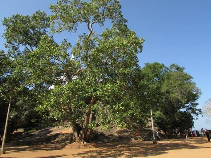 Ficus religiosa