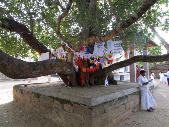 Ficus religiosa