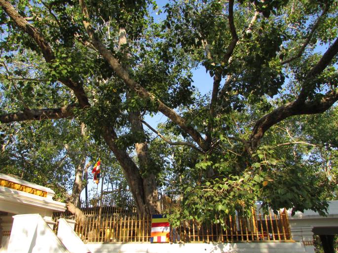 Ficus religiosa