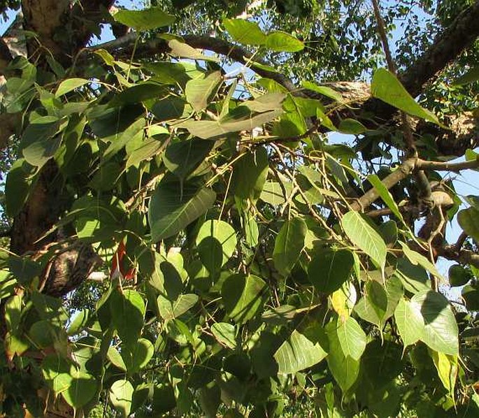 Ficus religiosa