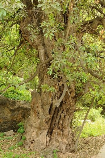 Ficus cordata subsp. salicifolia