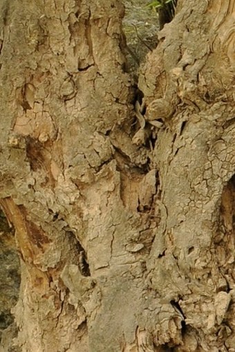 Ficus cordata subsp. salicifolia