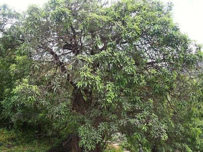 Ficus cordata subsp. salicifolia