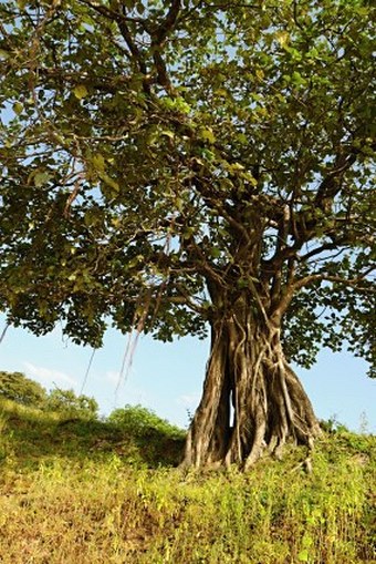 Ficus vasta