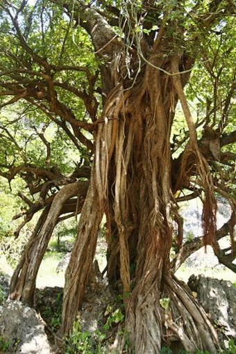 Ficus vasta