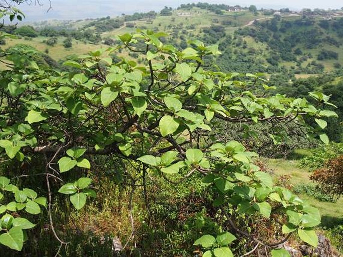 Ficus vasta