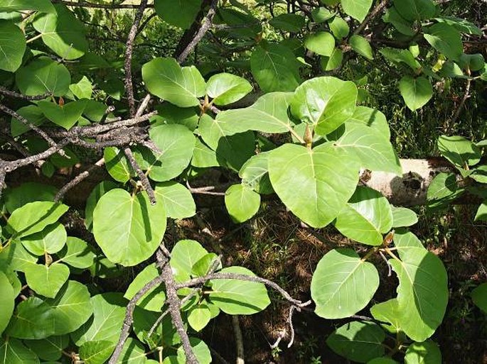 Ficus vasta