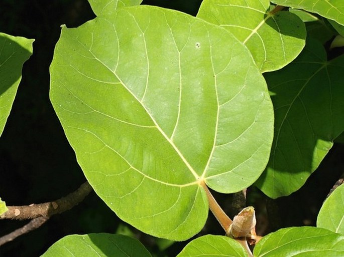 Ficus vasta