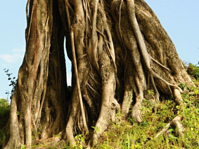 Ficus vasta