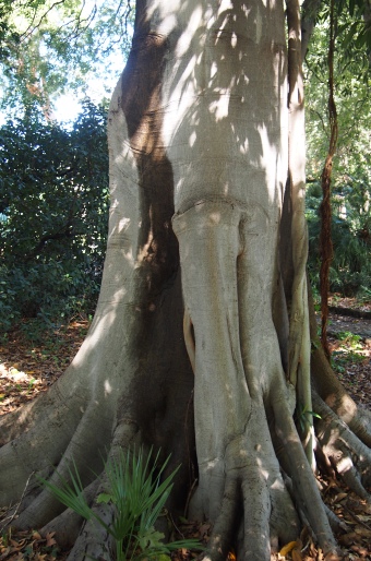 Ficus watkinsiana