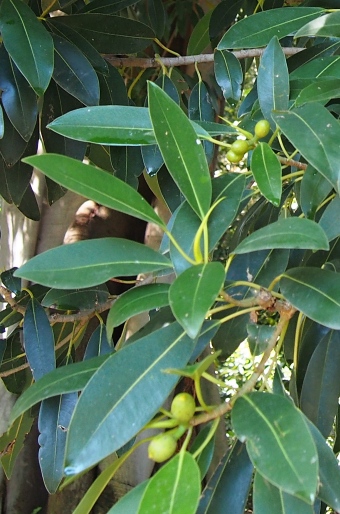 Ficus watkinsiana