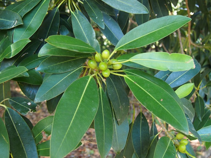 Ficus watkinsiana