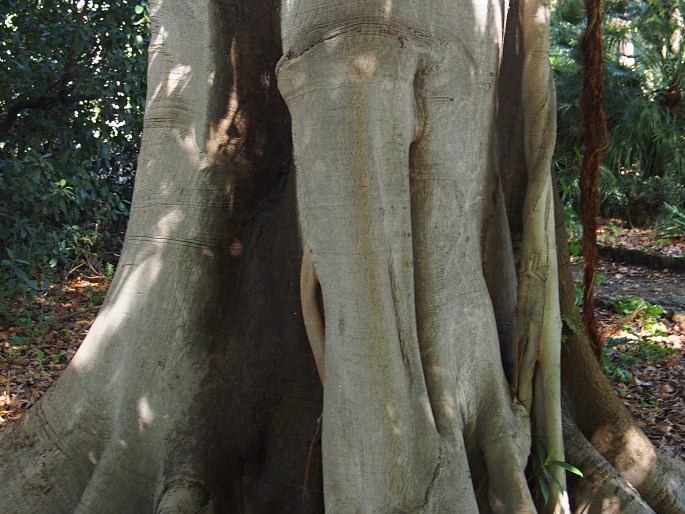 Ficus watkinsiana