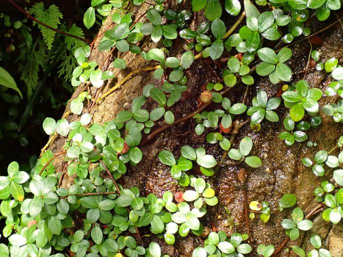 Ficus vaccinioides