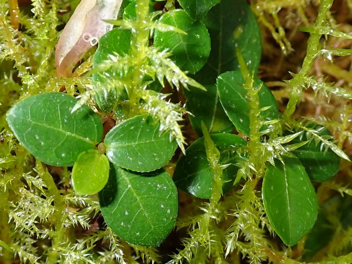 Ficus vaccinioides