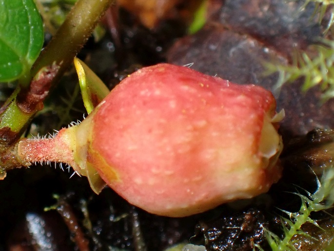 Ficus vaccinioides