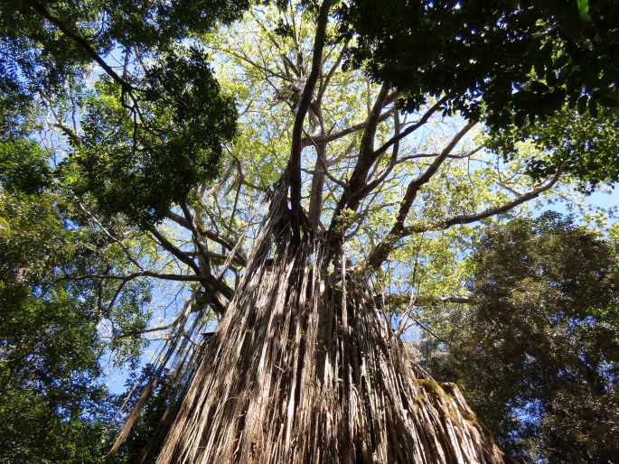 Ficus virens