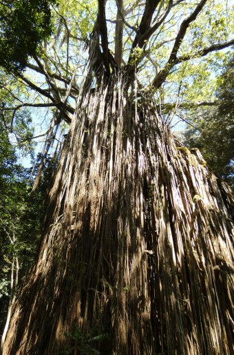 Ficus virens