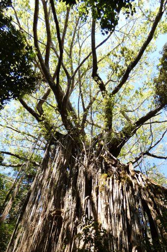 Ficus virens