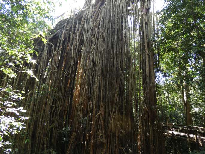 Ficus virens