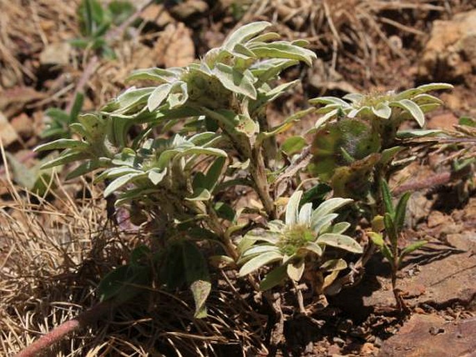 Filago asterisciflora