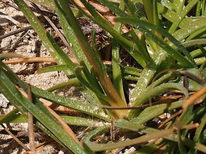 Fimbristylis cymosa