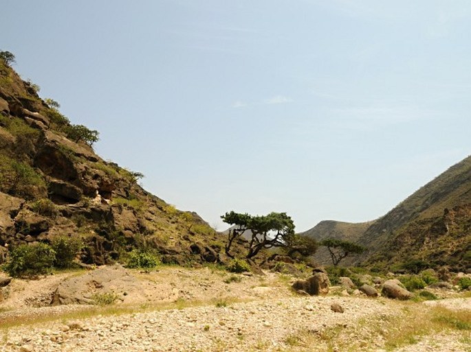 Ficus ingens