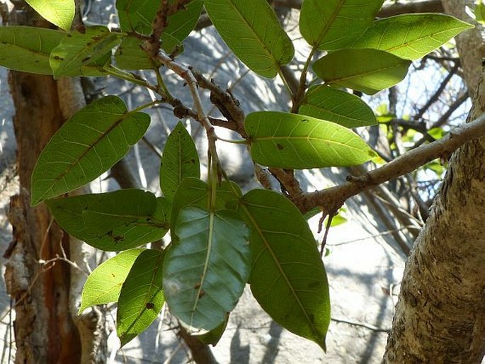 Ficus ingens