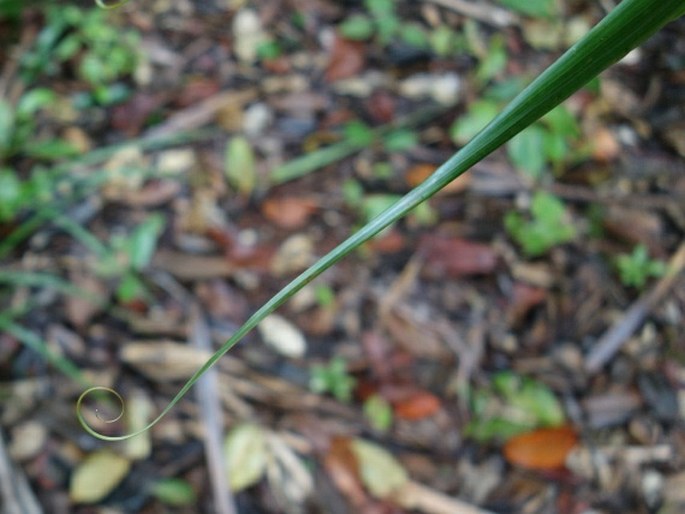 Flagellaria indica
